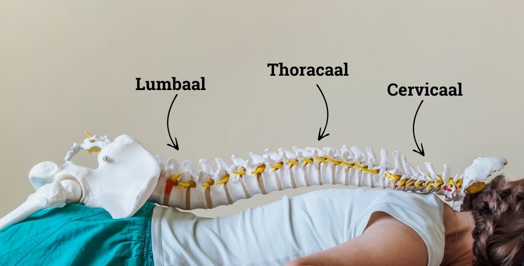 Verschillende secties van de wervelkolom
